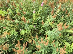 Hekkspirea (Spiraea salicifolia)