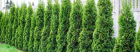 Tuja (Thuja occidentalis)