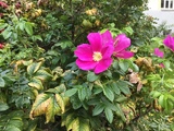 Rynkerose (Rosa rugosa)