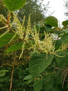 Parkslirekne (Reynoutria japonica)