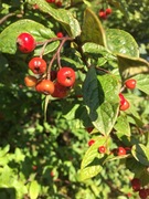 Bulkemispel (Cotoneaster bullatus)