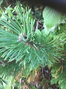 Sitkagran/lutzgran (Picea sitchensis/×lutzii)