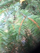 Sitkagran/lutzgran (Picea sitchensis/×lutzii)