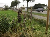 Hagelupin (Lupinus polyphyllus)