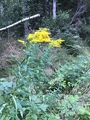 Kanadagullris (Solidago canadensis)