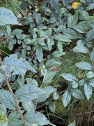 Bulkemispel (Cotoneaster bullatus)