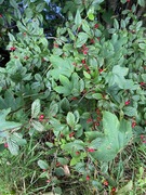 Bulkemispel (Cotoneaster bullatus)