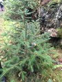 Sitkagran/lutzgran (Picea sitchensis/×lutzii)