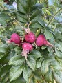 Rynkerose (Rosa rugosa)