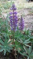 Hagelupin (Lupinus polyphyllus)