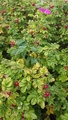 Rynkerose (Rosa rugosa)