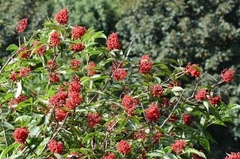 Rødhyll (Sambucus racemosa)