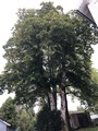 Platanlønn (Acer pseudoplatanus)