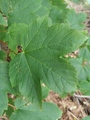 Platanlønn (Acer pseudoplatanus)