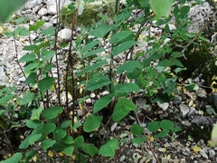 Parkslirekne (Reynoutria japonica)