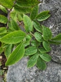 Rødhyll (Sambucus racemosa)