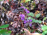 Hagelupin (Lupinus polyphyllus)