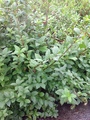Parkslirekne (Reynoutria japonica)