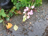 Hagelupin (Lupinus polyphyllus)