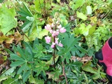 Hagelupin (Lupinus polyphyllus)