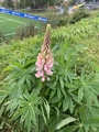 Hagelupin (Lupinus polyphyllus)