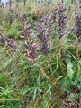 Hagelupin (Lupinus polyphyllus)