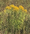 Kanadagullris (Solidago canadensis)