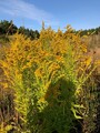 Kanadagullris (Solidago canadensis)