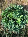 Hagelupin (Lupinus polyphyllus)