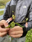 Kjempespringfrø (Impatiens glandulifera)