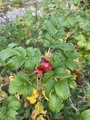 Rynkerose (Rosa rugosa)