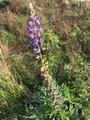 Hagelupin (Lupinus polyphyllus)