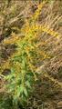 Kanadagullris (Solidago canadensis)