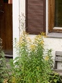 Kanadagullris (Solidago canadensis)