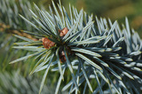 Sitkagran/lutzgran (Picea sitchensis/×lutzii)