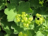 Praktmarikåpe (Alchemilla mollis)