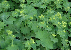 Praktmarikåpe (Alchemilla mollis)