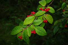 Bulkemispel (Cotoneaster bullatus)