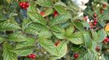 Bulkemispel (Cotoneaster bullatus)