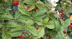 Bulkemispel (Cotoneaster bullatus)