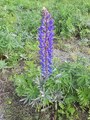 Hagelupin (Lupinus polyphyllus)