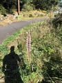 Hagelupin (Lupinus polyphyllus)