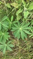 Hagelupin (Lupinus polyphyllus)