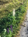 Hagelupin (Lupinus polyphyllus)