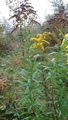 Kanadagullris (Solidago canadensis)