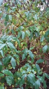 Blåleddved (Lonicera caerulea)