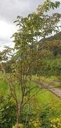 Rødhyll (Sambucus racemosa)