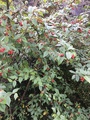 Bulkemispel (Cotoneaster bullatus)