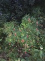 Rynkerose (Rosa rugosa)