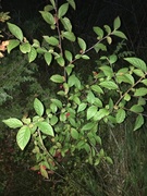 Bulkemispel (Cotoneaster bullatus)